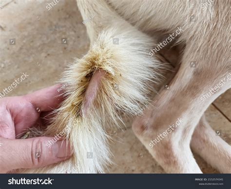 Bacteria On Dog Images: Browse 2,742 Stock Photos & Vectors Free ...