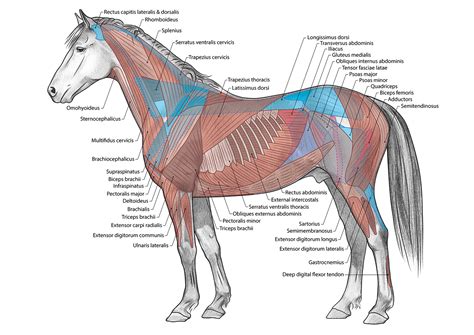 Horse Anatomy :: Behance