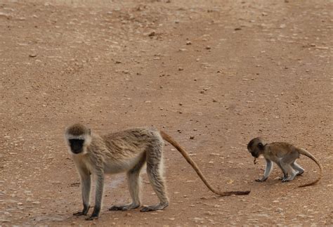 Monkeys Africa Tanzania - Free photo on Pixabay - Pixabay