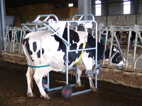 potros de exploracion  ganado manejo  cuidado