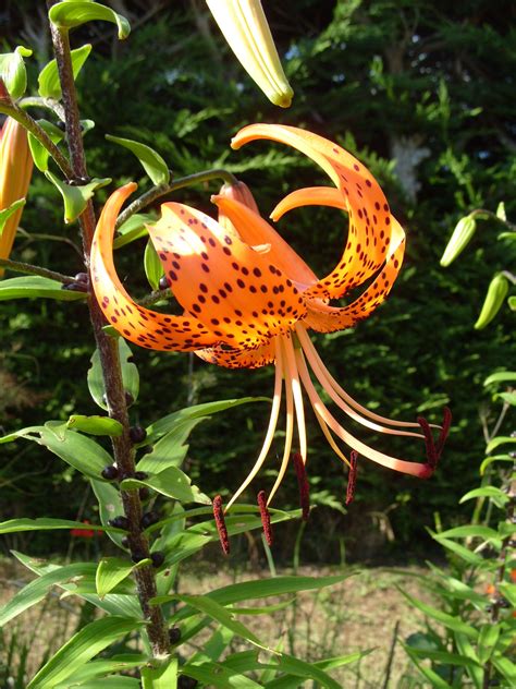 Lilium tigrinum