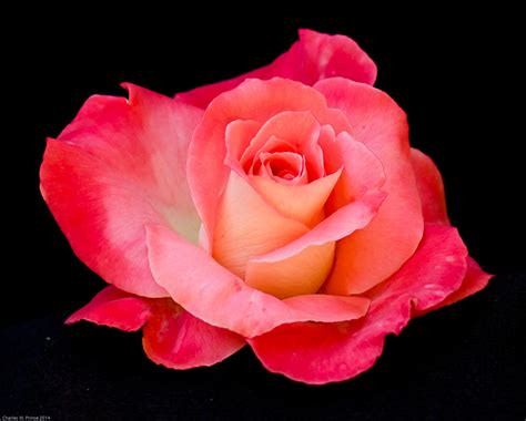 Best Roses for Arizona | John Denson's World of Gardens