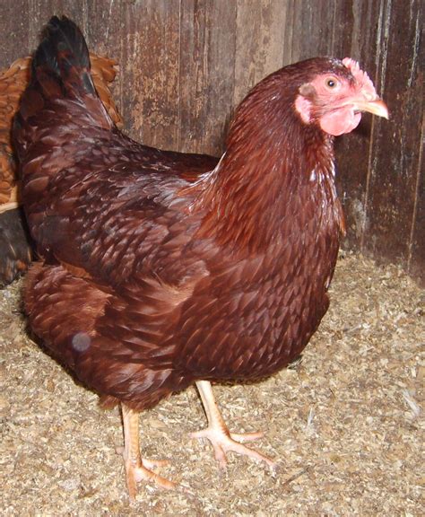 class  rhode island red chickens  david oldham blog
