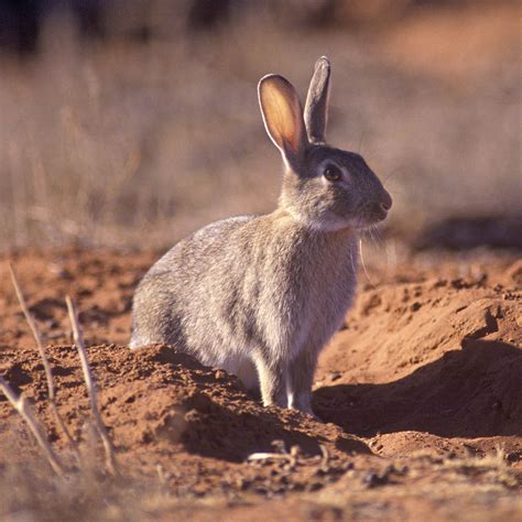 Research – Centre for Invasive Species Solutions