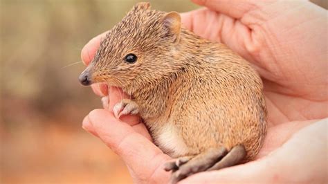 golden bandicoots breeding rapidly  nsw outback  years