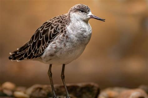 Premium Photo | Ruff