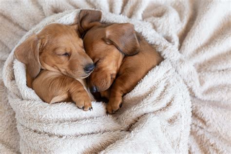 Download Funny Puppy Cuddling In Blanket Picture | Wallpapers.com