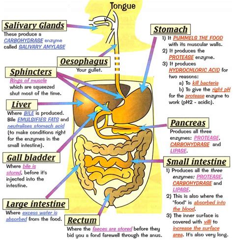 The Digestive System