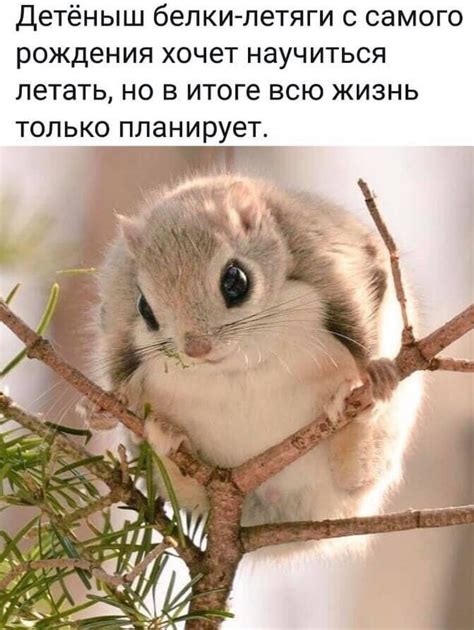 Белка-летяга... | Пикабу
