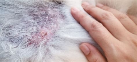 Pelo Do Cachorro Caindo E Feridas - Queda de Pelo em Cachorro: Causas, Tratamentos e Prevenção