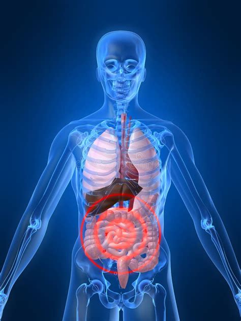 Bellyache stock illustration. Illustration of healthcare - 2809876