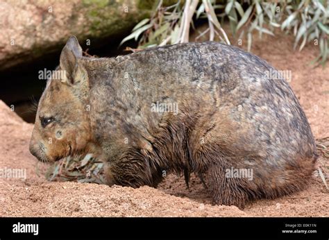 Wombat Habitat High Resolution Stock Photography and Images - Alamy