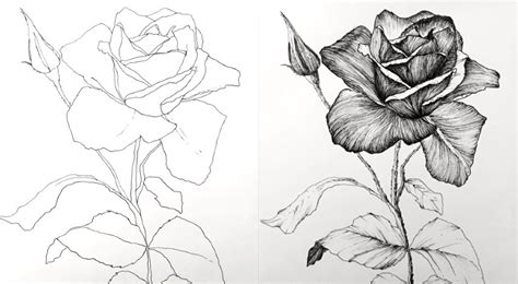 How To Draw A Rose With A Pen : This drawing lesson will walk you step ...