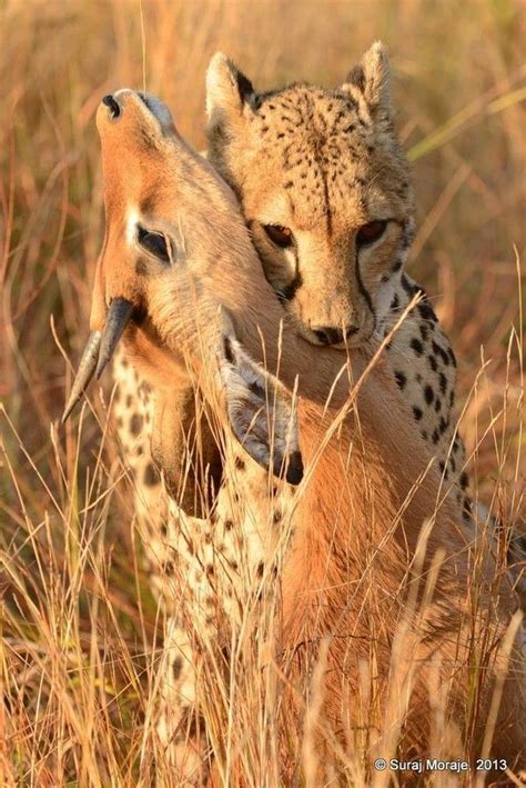 Dezzoi — jamas-rendirse: Cheetah Whit Freshly Hunted... | Foto con ...