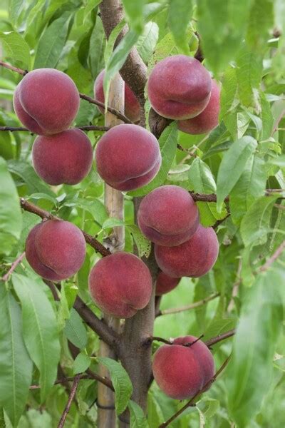 Prunus persica 'Roter Weinbergpfirsich'