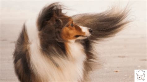 Biotin for Dogs - Uses, Side Effects, and More [2024 Guide] – Xen Pets