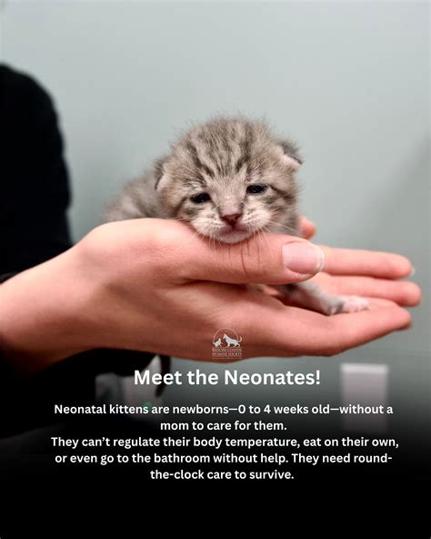 The marlin has a secret ability to regulate its own body temperature 19