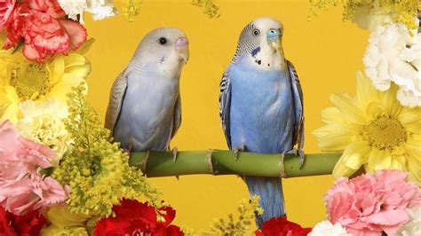 Попугаи скачать фото обои для рабочего стола (картинка 4 из 4)