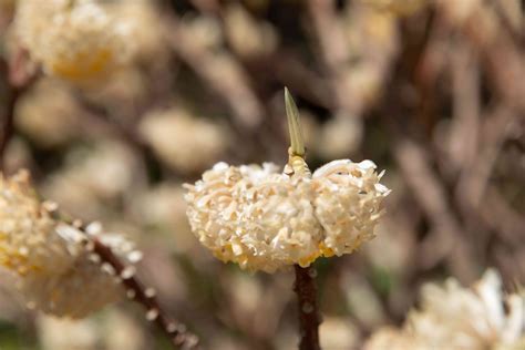 Growing the Paperbush Plant in the Home Garden