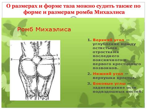 Женский таз, его строение, размеры - презентация онлайн