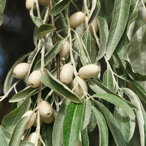 Elaeagnus angustifolia