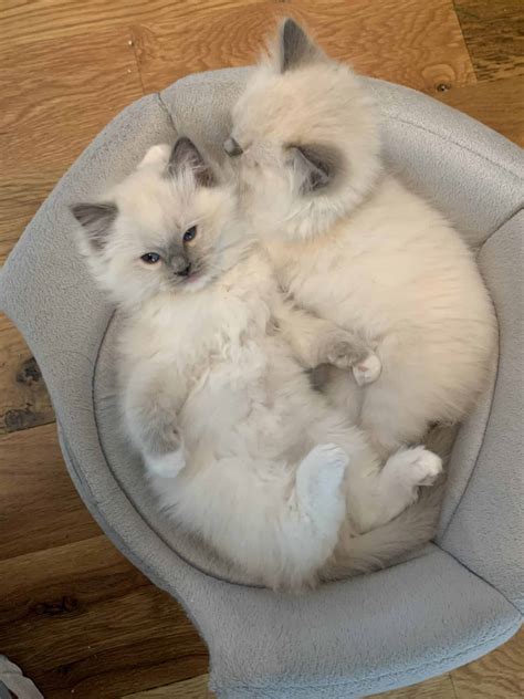 Ragdoll - Floppycats™