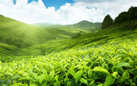 Tea Estate @ Baradighi