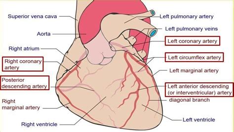 left circumflex artery - Google Search | Heart arteries, Coronary ...