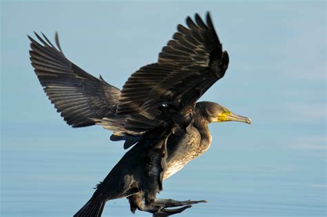 Cormorant - Artur Rydzewski nature photography