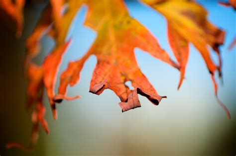 shrivelled leaves duncanco