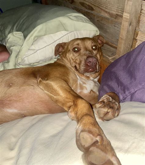 Tennessee Couple Wakes Up with Stranger's Dog in Their Bed