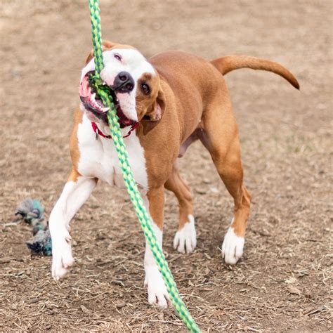 Sioux Falls Area Humane... - Sioux Falls Area Humane Society