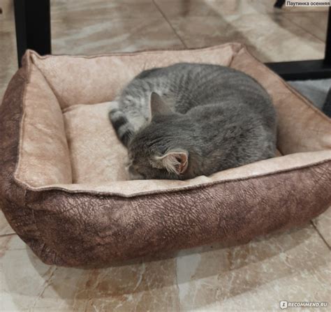 Лежанки Zootorika Для кошек и собак - «🌿Собственный диванчик для 🐈Не ...