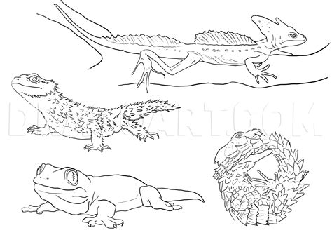 how do you lizard hyperactive easily 3