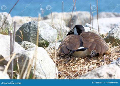 canada goose nesting stock image image  white ontario