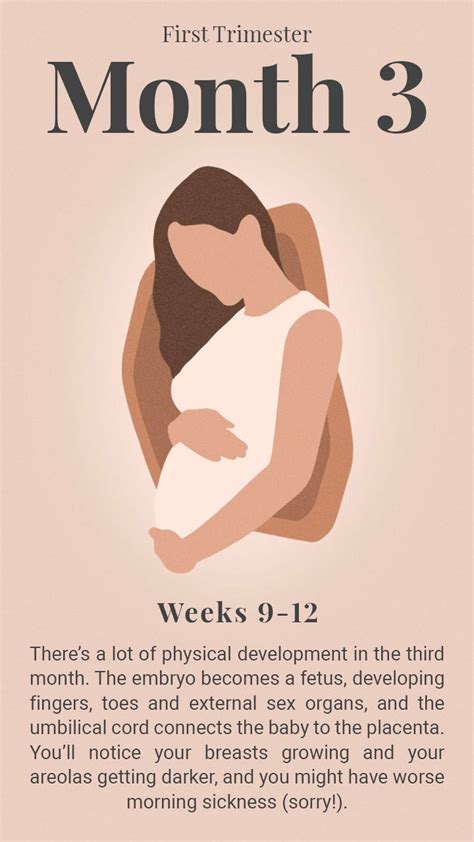 Pregnancy Chart: What To Expect Each Trimester | atelier-yuwa.ciao.jp