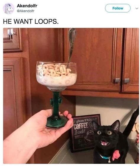 'Cats Wanting Fruit Loops' Is Our New Favorite Meme | Cute funny ...