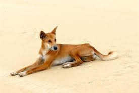 DINGO FEEDING - INCREASED PENALTIES NOW APPLY JUNE 2019 - Sandy Bolton MP