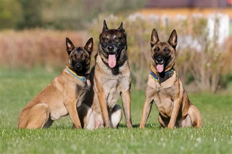 train  belgian malinois    smartest dogs