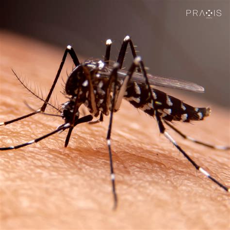 Doenças Transmitidas Por Mosquitos - Principais doenças transmitidas por mosquitos - Grupo PRAXIS