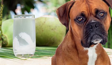 Is Coconut Water Safe For Dogs