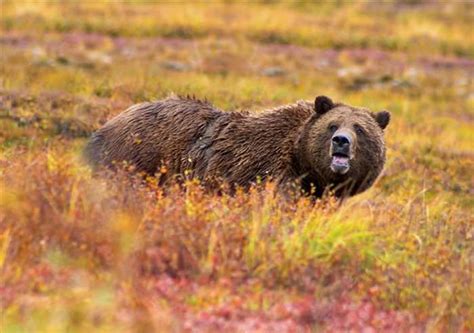Animals of the Fall - Beautiful!