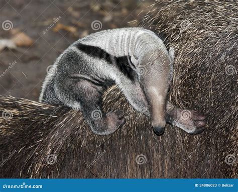 Anteater baby stock image. Image of american, mammal - 34886023