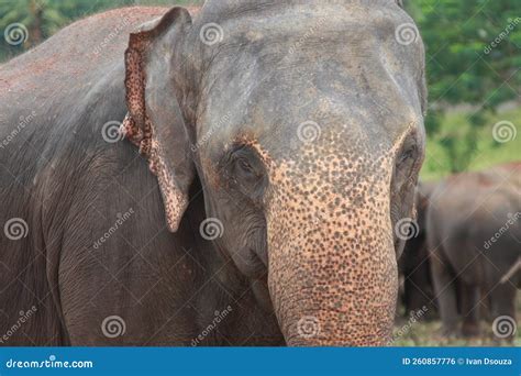 close   front view   face   sri lankan elephant stock