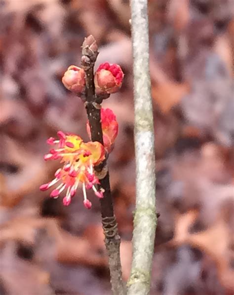 acer maple – Northeast Georgia Mountain Beekeepers Association