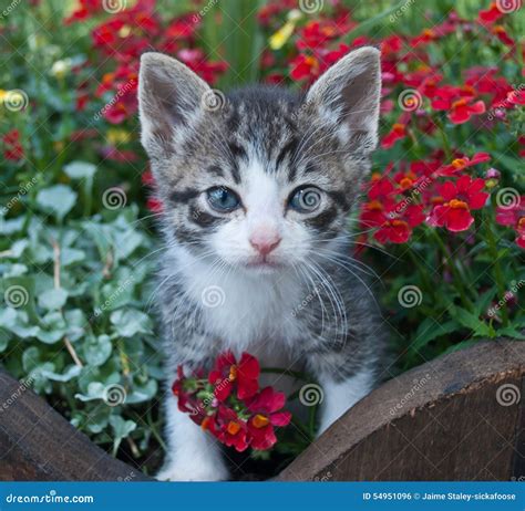 Pretty Kitty stock photo. Image of animals, adorable - 54951096