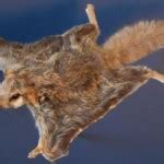 Southern Flying Squirrel: Facts, Characteristics, Habitat and More ...