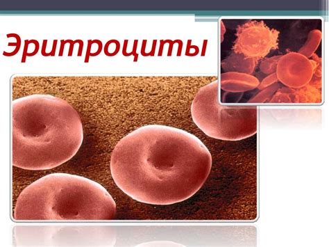 Особенности строения эритроцитов - презентация онлайн