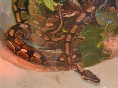 Python regius / Royal/ball python in Novosibirsk Zoo