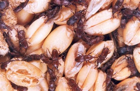 Pests Attacking Stored Grain – Combirepel Non Toxic Non hazardous ...